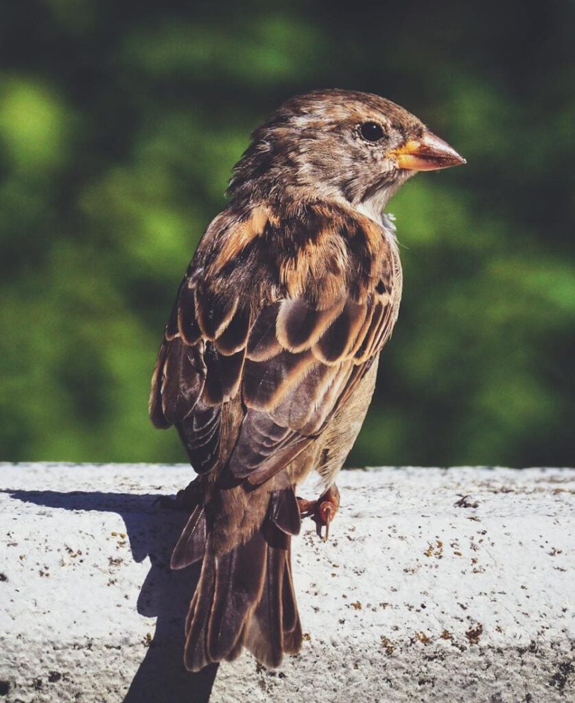 Sparrow