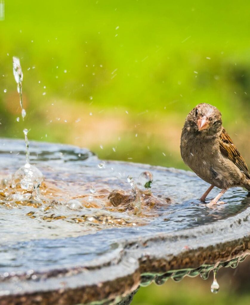 Sparrow drinking water
