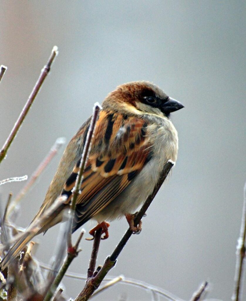 Sparrow on a tree