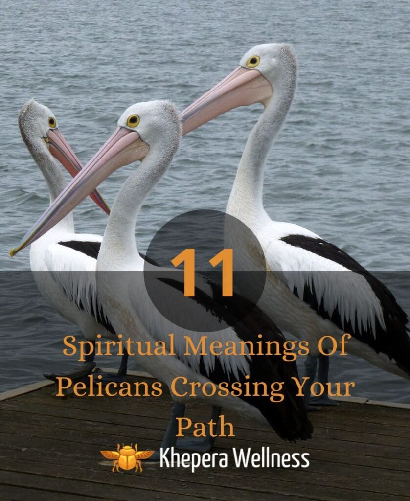 Spiritual Meaning Of Pelicans Crossing Your Path