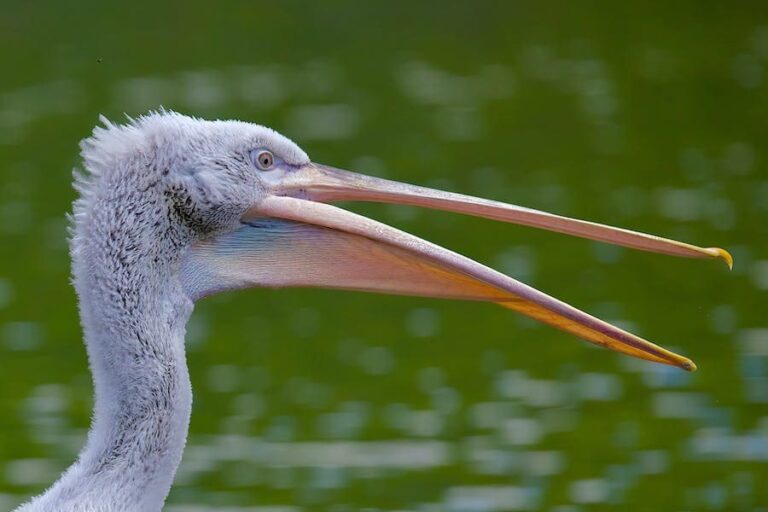 11 Spiritual Meaning Of Pelicans Crossing Your Path