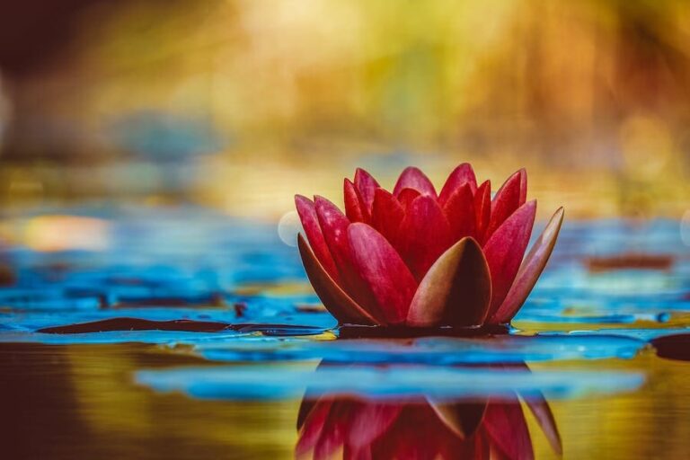 7 Spiritual Meanings of Lotus Flower: You Need To Know