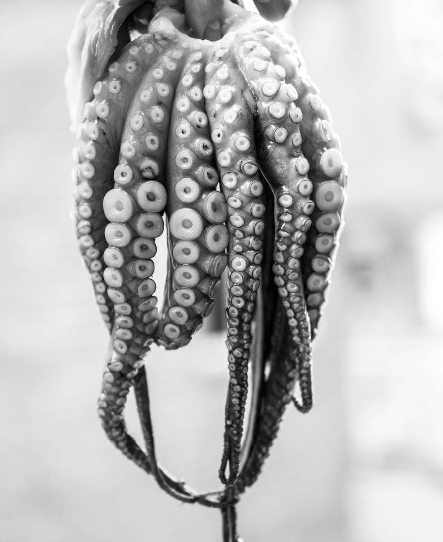 Spiritual Meaning of Octopus