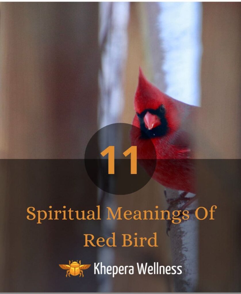 Spiritual Meanings Of Red Bird