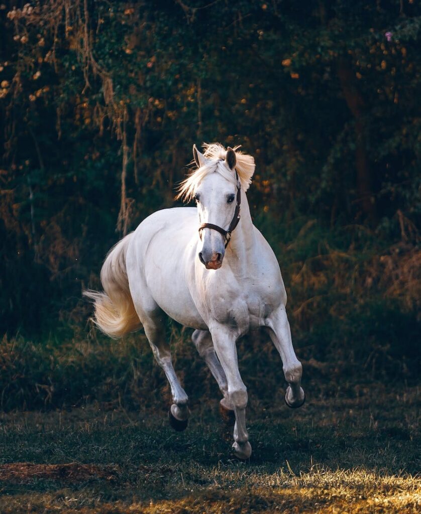 White Horse