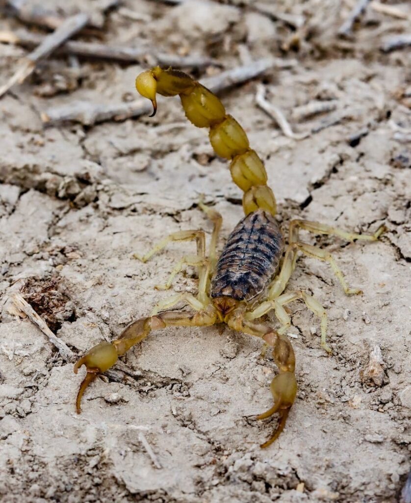 Yellow Scorpion