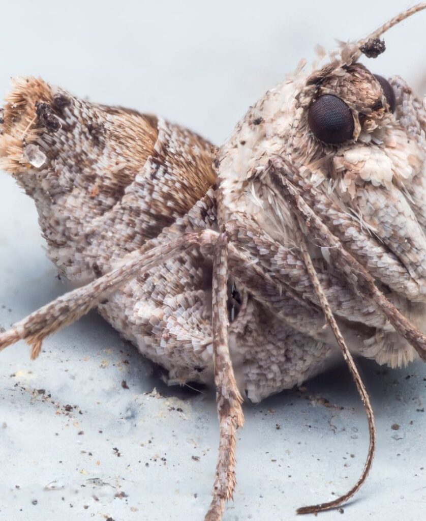 Cankerworm