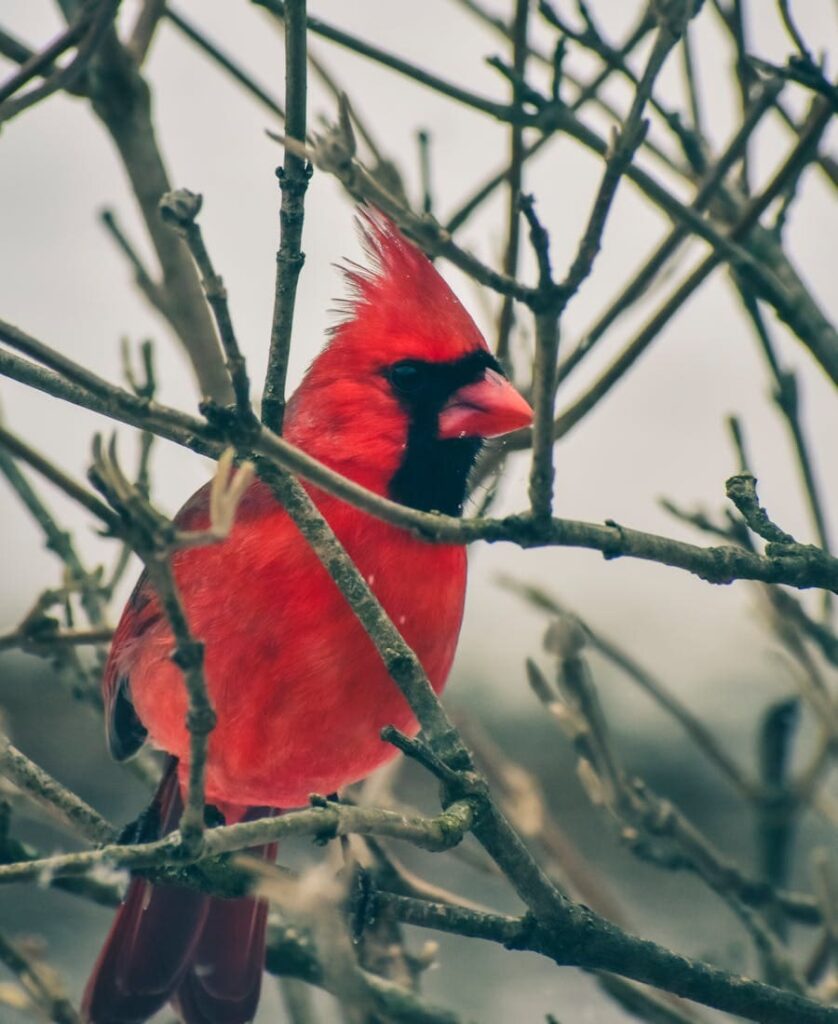Cardinal