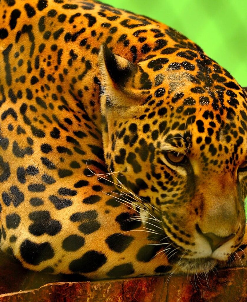 Jaguar relaxing