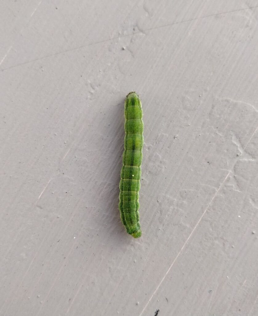 Small Cankerworm