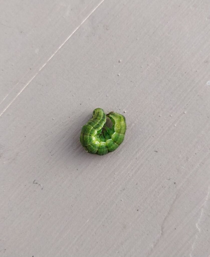 Spiritual Meaning Of Cankerworm