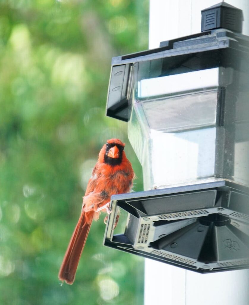Spiritual Meaning Of Cardinal Tapping On Window