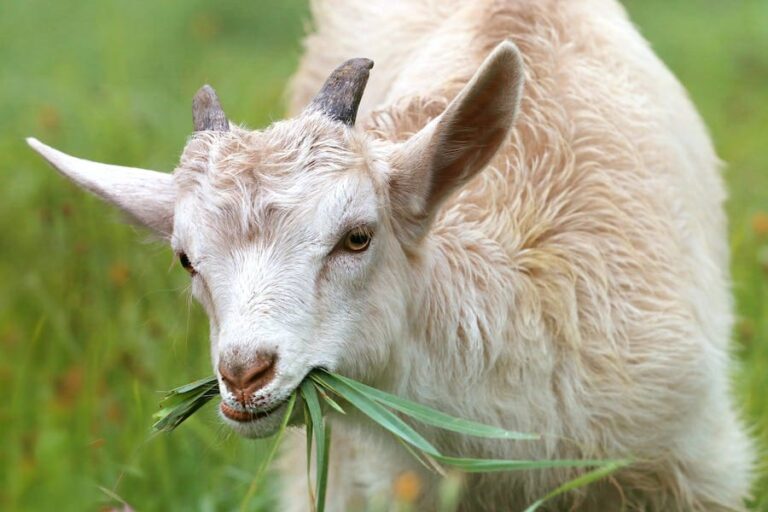 Spiritual Meaning of Goat: 11 Powerful Messages 
