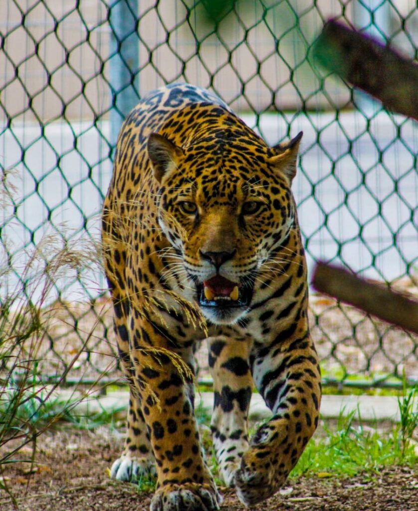 Spiritual Meaning of a Jaguar