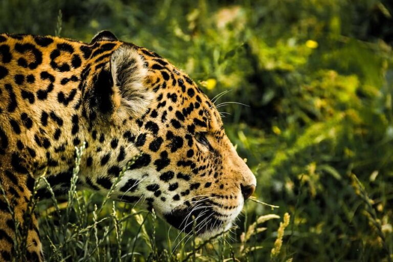 Spiritual Meaning of a Jaguar: 5 Strong Meanings